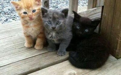 Les merveilleux pouvoirs des chats : Légendes, rites et magie